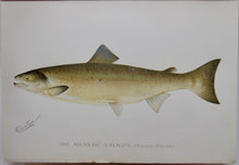 Load image into Gallery viewer, [Denton Plates] First Annual Report of the Commissioners of Fisheries, Game and Forests of the State of New York