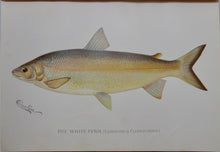 Load image into Gallery viewer, [Denton Plates] First Annual Report of the Commissioners of Fisheries, Game and Forests of the State of New York