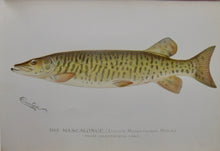 Load image into Gallery viewer, [Denton Plates] First Annual Report of the Commissioners of Fisheries, Game and Forests of the State of New York