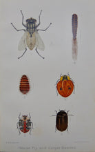 Load image into Gallery viewer, 1899 NYS Agricultural, Dairy, and Farmers Reports w/ color plates