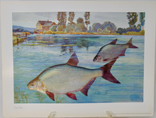 Load image into Gallery viewer, Fische und Heimat 29 Color Prints of Fish, by Richard Wagner, Munich