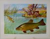 Fische und Heimat 29 Color Prints of Fish, by Richard Wagner, Munich