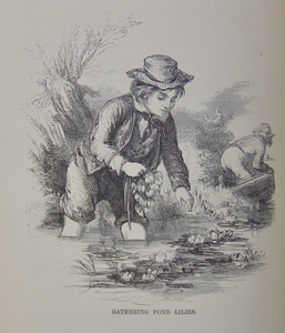 Grandmother Lee's Portfolio; Illustrated by Hammatt Billings (1857)